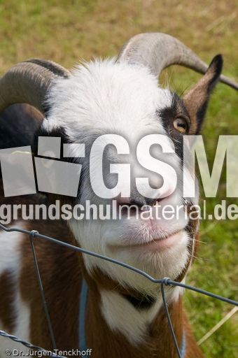 Ziege (17 von 17).jpg